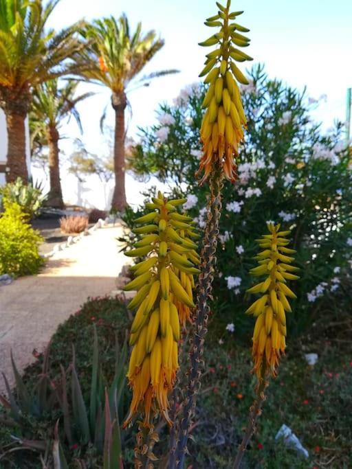 Casa Azul Διαμέρισμα Costa De Antigua Εξωτερικό φωτογραφία